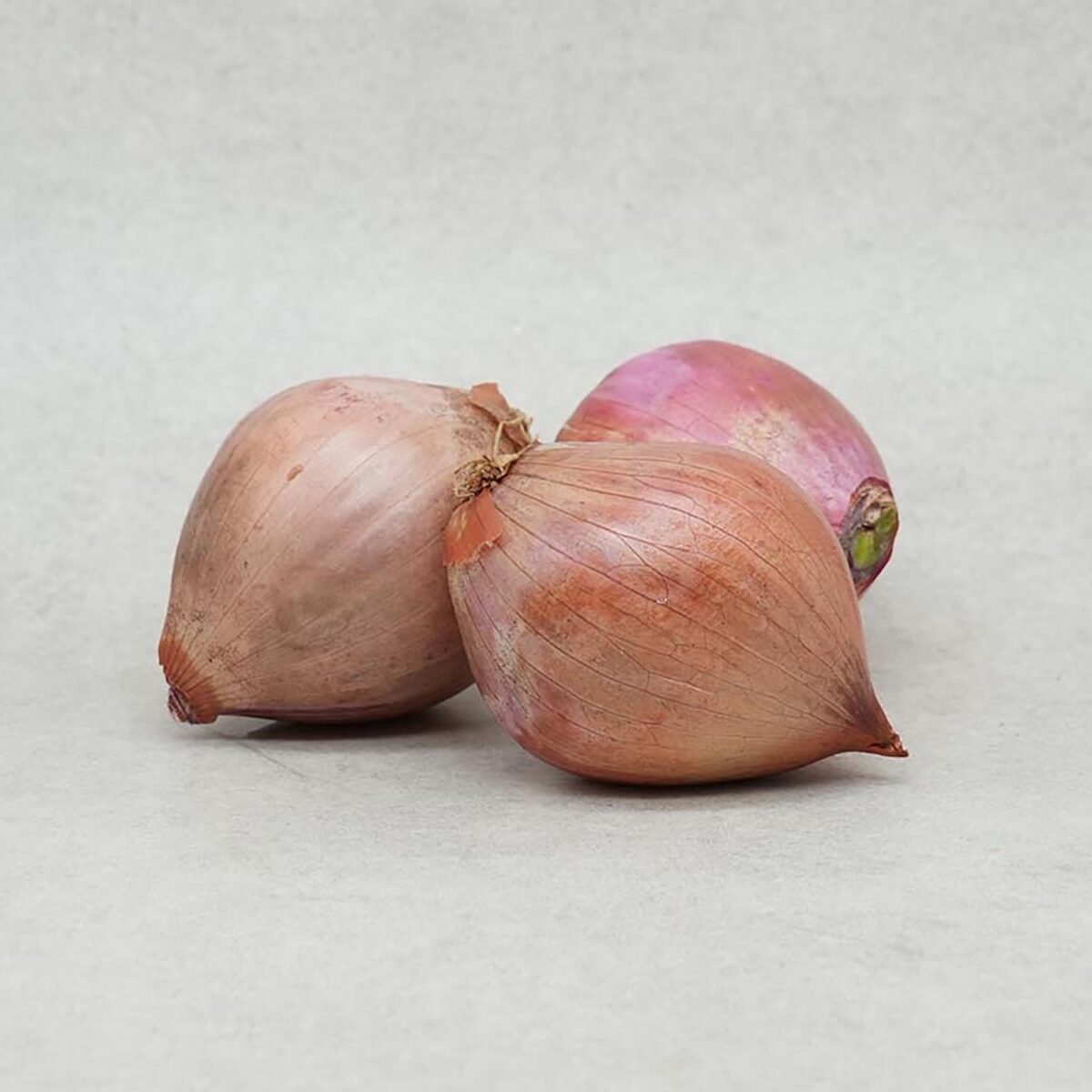 ÉCHALOTES VARIÉTÉ "CONSERVOR" – Image 1