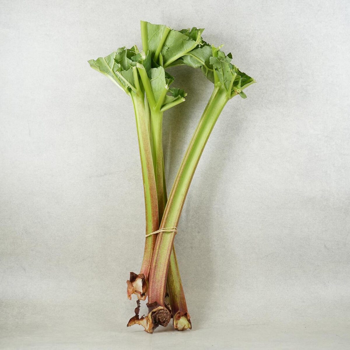 RHUBARBE – Image 2