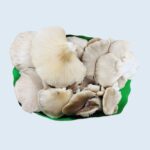 CHAMPIGNON PLEUROTES "CHAMPIBEAUCE"