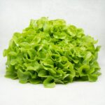 SALADE (ATTENTION VARIÉTÉ SUIVANT ARRIVAGE)