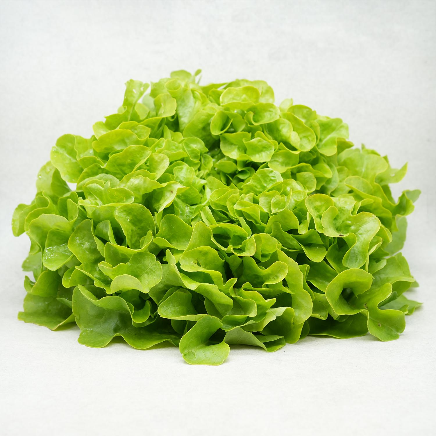 DSC02556 SALADE (ATTENTION VARIÉTÉ SUIVANT ARRIVAGE) – Image 1