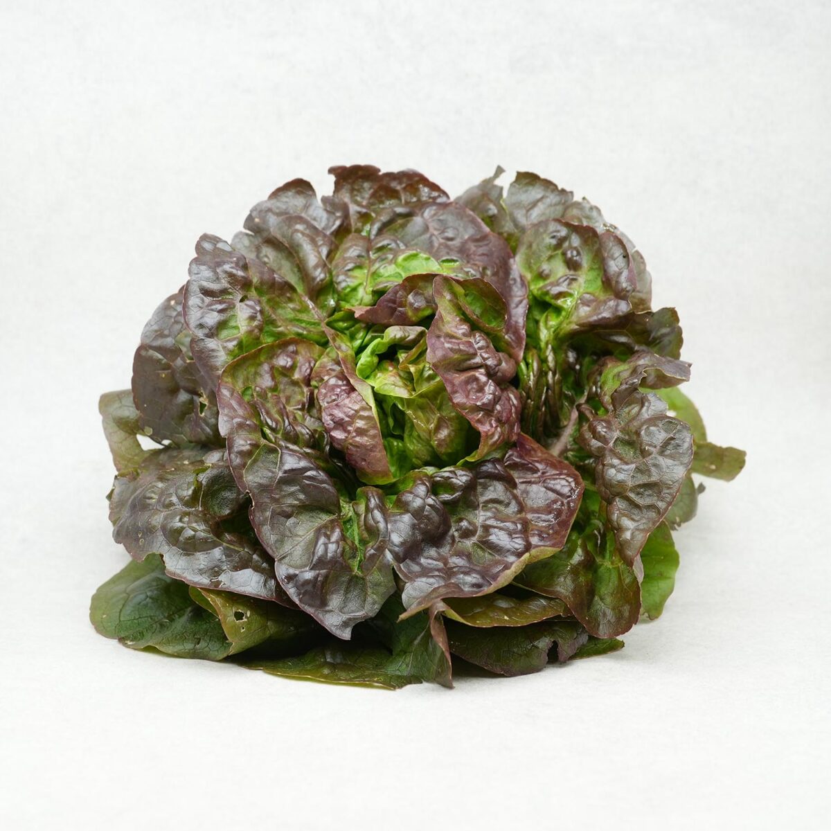 SALADE (ATTENTION VARIÉTÉ SUIVANT ARRIVAGE) – Image 2