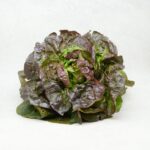 SALADE (ATTENTION VARIÉTÉ SUIVANT ARRIVAGE) – Image 2