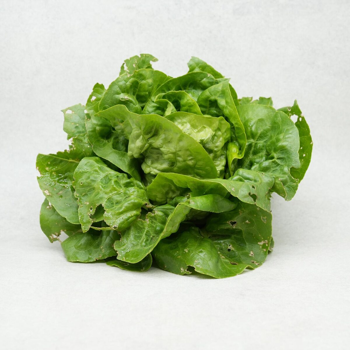 SALADE (ATTENTION VARIÉTÉ SUIVANT ARRIVAGE) – Image 3
