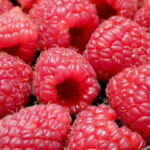 BARQUETTE DE FRAMBOISES "saveurs de fontaine"
