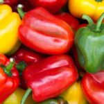 POIVRONS MIX COULEURS "KULTIVE"